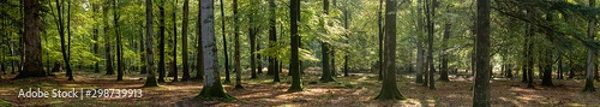 Fototapeta Woodland walk in the new forest in Autumn .