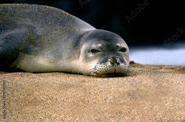 Obraz Eyed by a Monk Seal