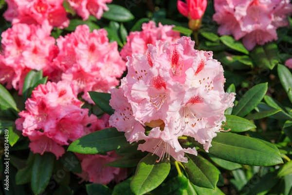 Obraz red pink flowers