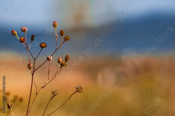 Obraz Flores silvestres