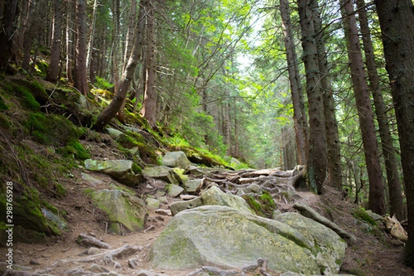 Fototapeta Beautiful green forest