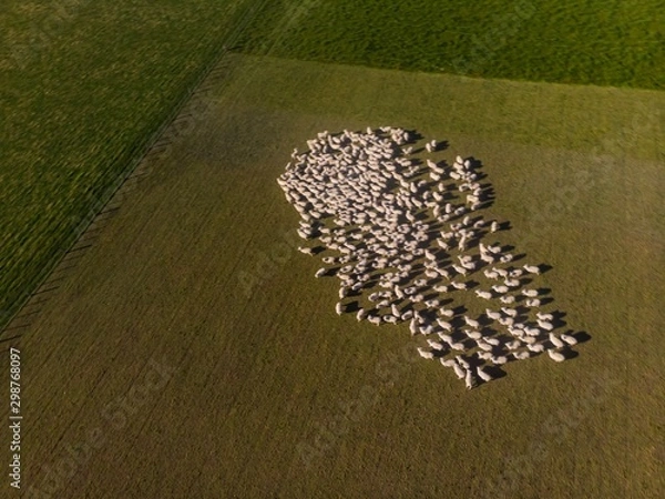 Obraz Aerial view of a herd of sheep on farm at South Island, New Zealand