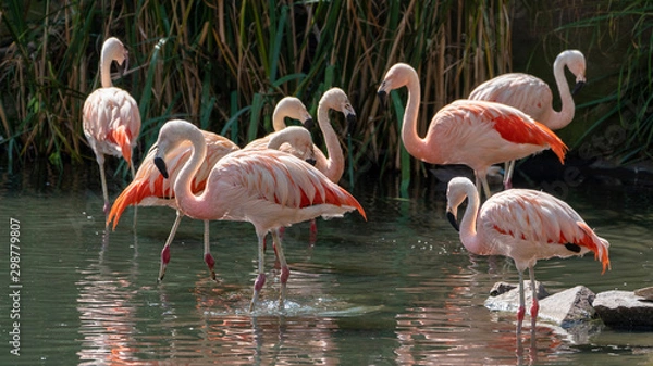 Obraz many standing colorful flamingos in a lake looking around
