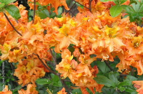 Obraz Orange Azalea