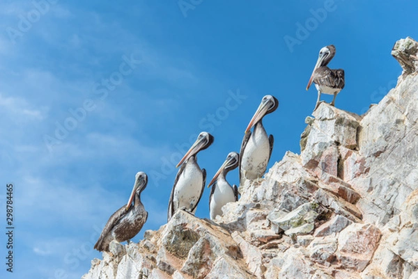 Obraz Pelicans on the Ballestas Islands (National Reserve Paracas, Peru)