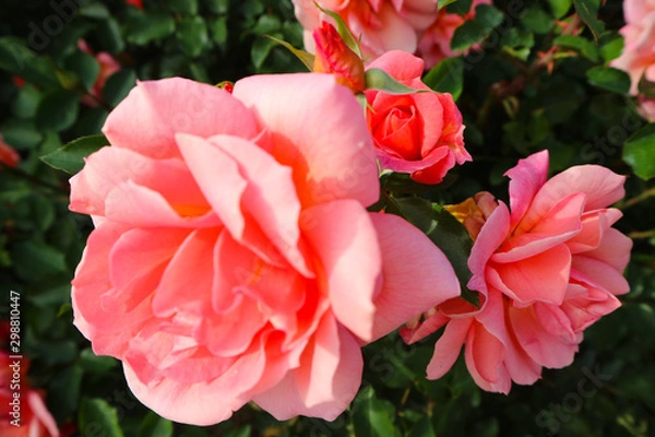 Fototapeta ピンクの花