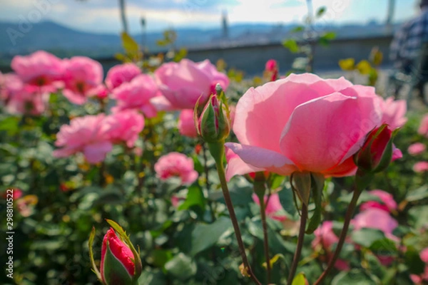 Fototapeta ピンクの花