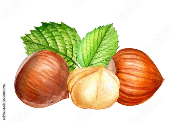 Fototapeta composition of hazelnuts, a set of drawn nuts on a white background, sweet illustration