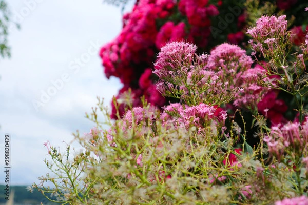 Fototapeta ピンクの花