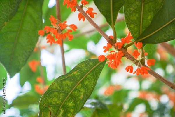 Fototapeta 秋の金木犀