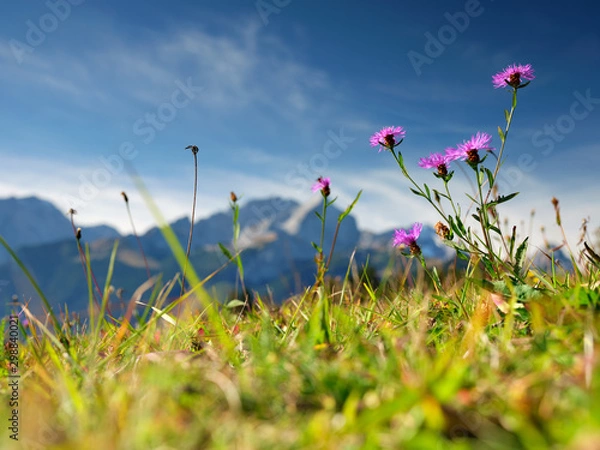 Fototapeta Flowers on the mountain Eckbauer