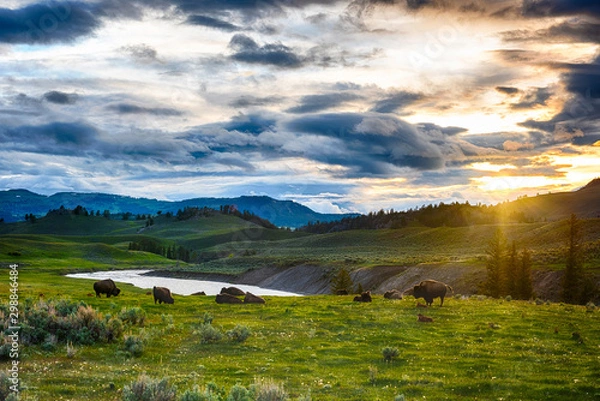 Obraz Buffaloes in Yellowstone national park in USA