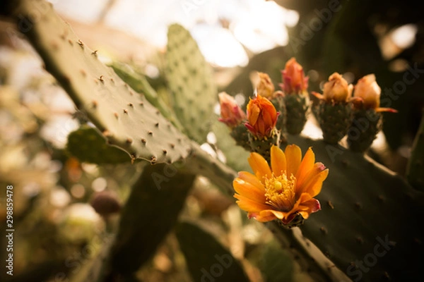 Obraz Opuntia cactus with blooming flowers