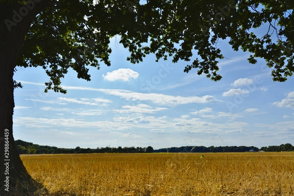 Obraz cornfield in late summer