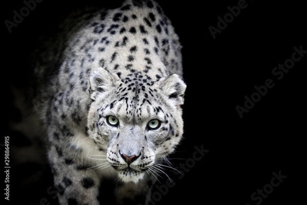 Fototapeta Snow leopard with a black background