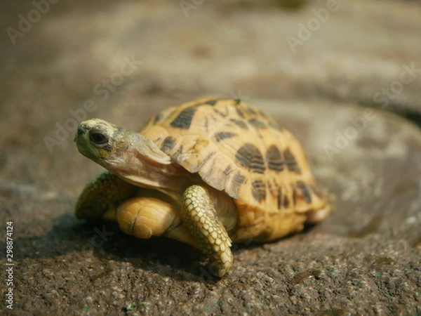 Fototapeta turtle on grass