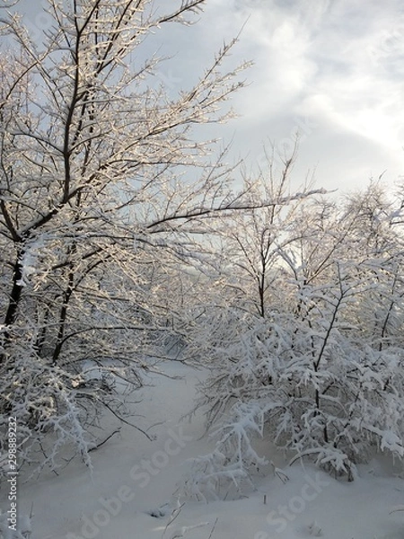 Fototapeta trees in winter