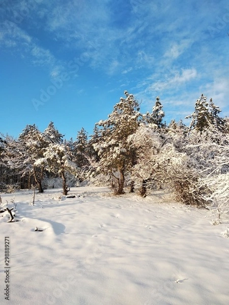 Fototapeta trees in snow