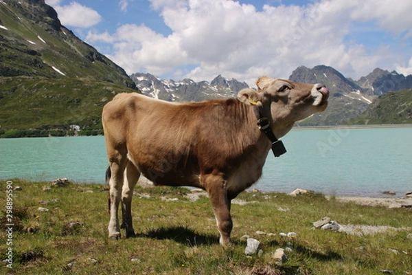 Obraz Rind am Stausee