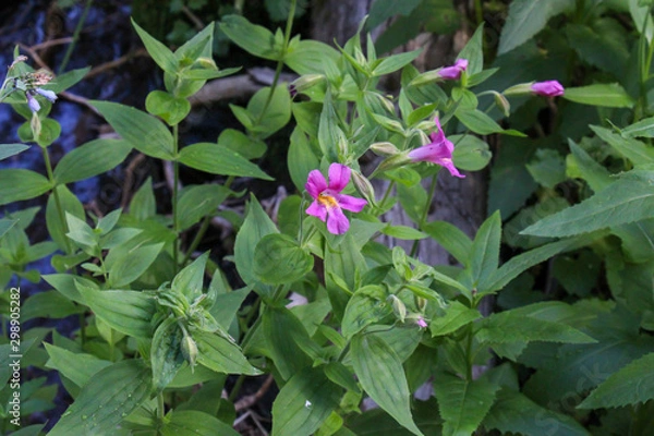 Obraz Wyoming Wildflowers