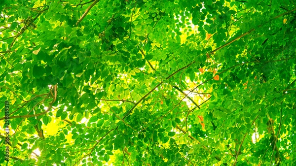 Obraz close up green leaves macro photography texture background