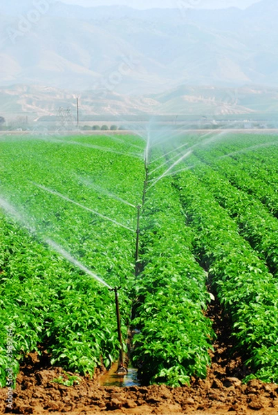 Obraz irrigation