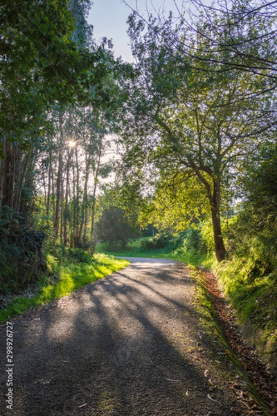 Fototapeta Autumnal view of a shady road with eucalyptus and chestnut trees with the afternoon sun between the trees, in vertical