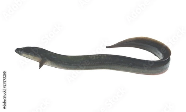 Obraz ell on white background