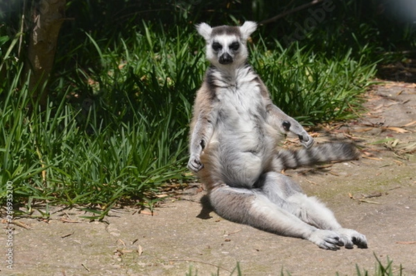 Obraz ring tailed lemur, wild animal