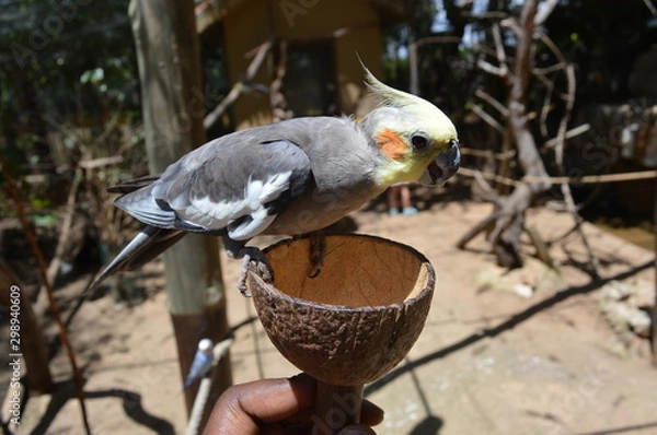 Obraz bird in the hand, parrot