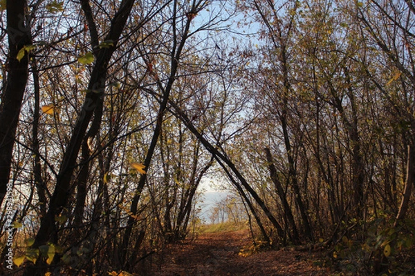 Fototapeta trees in autumn