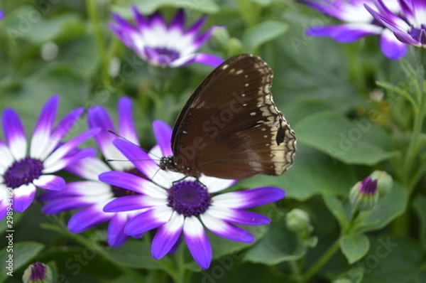 Obraz butterfly on flower