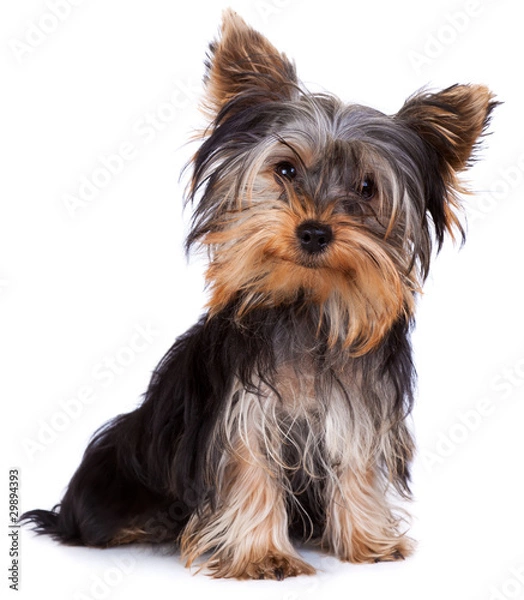 Fototapeta Yorkshire terrier