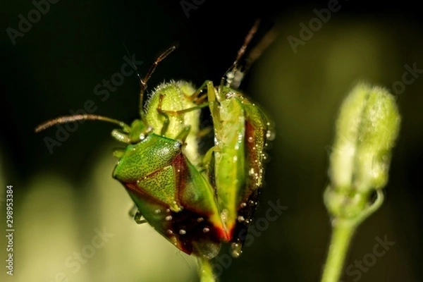 Fototapeta Insect on a plant Green shield bug (Palomena prasina)