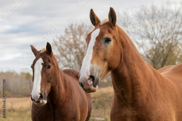Fototapeta Beautiful heavy draft horse a large horse used for pulling heavy loads,