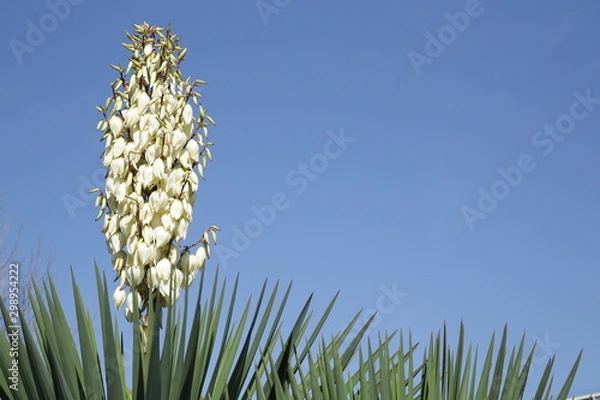 Fototapeta blooming yucca against the blue sky. Background, pattern, poster with copy space for text.