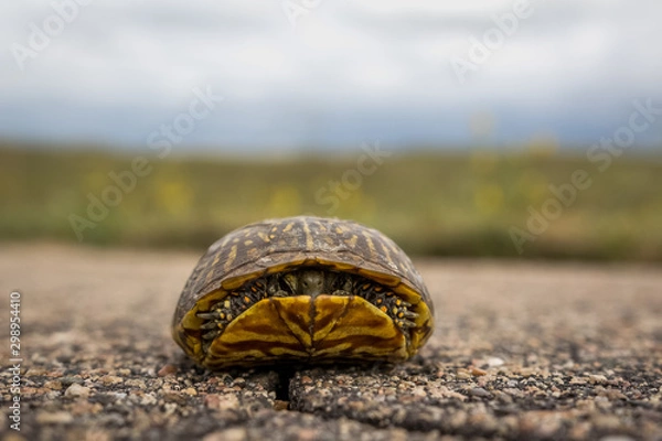 Fototapeta turtle hiding in shell on the road