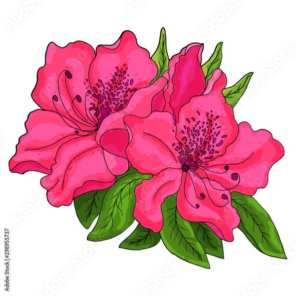 Fototapeta Closeup of pink azalea flowers with green foliage and half open bud on white background. 