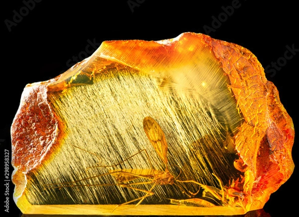 Obraz Amazing piece of Baltic amber containing part of an ancient fossilized dragonfly. Photo with reflection, isolated on black background.
