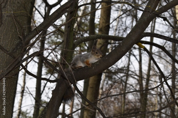 Obraz squirrel walking in the park