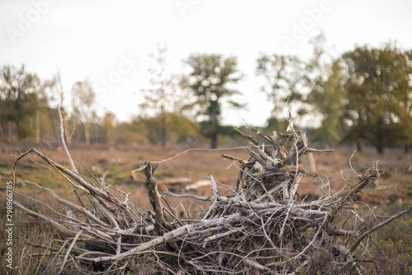 Fototapeta cool tree branches