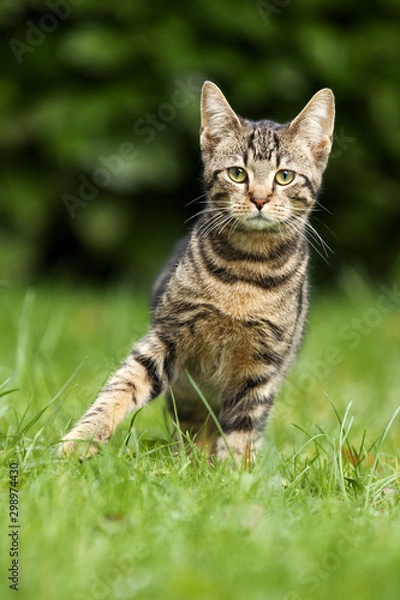 Fototapeta Neugierige Katze