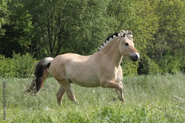 Obraz Norweger mit Dracenmähne