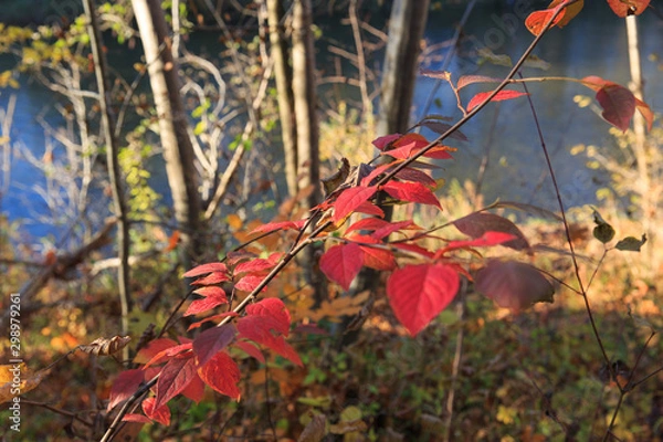 Obraz red autumn leaves