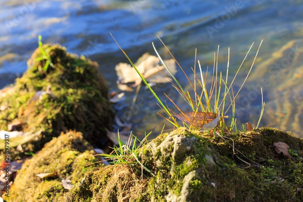 Obraz moss on the rocks at river