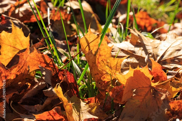 Obraz autumn leaves on ground