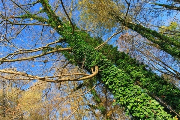 Fototapeta tree in forest with ivy