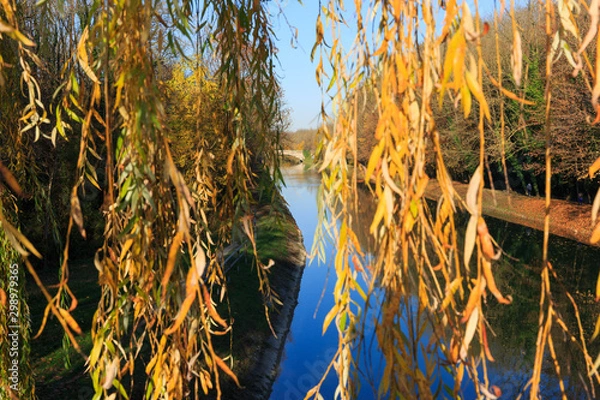 Obraz reeds in the lake