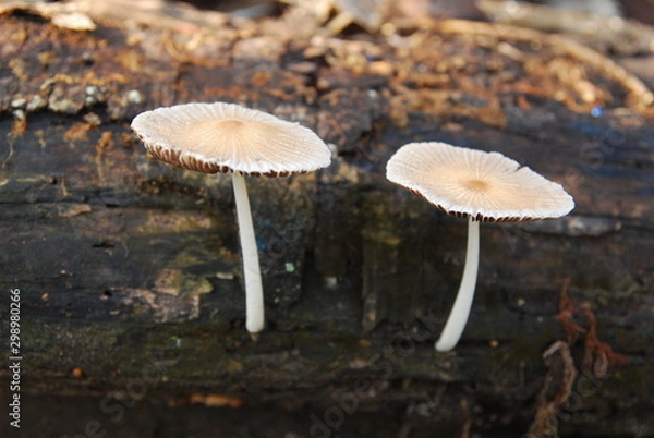 Fototapeta fungus grows on weathered trees