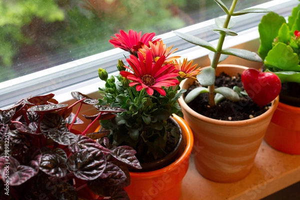 Obraz flowers in pots on window board